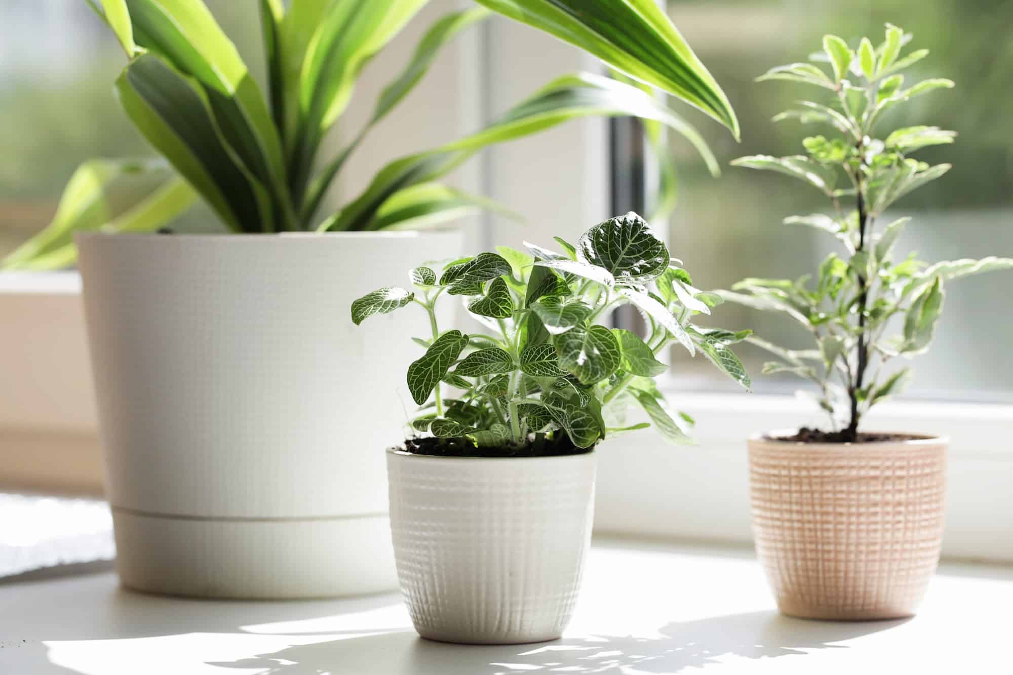 Houseplants contributing to natural indoor air quality.